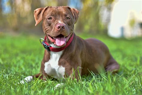 imágenes de perros pitbull para descargar|picture of a pitbull terrier.